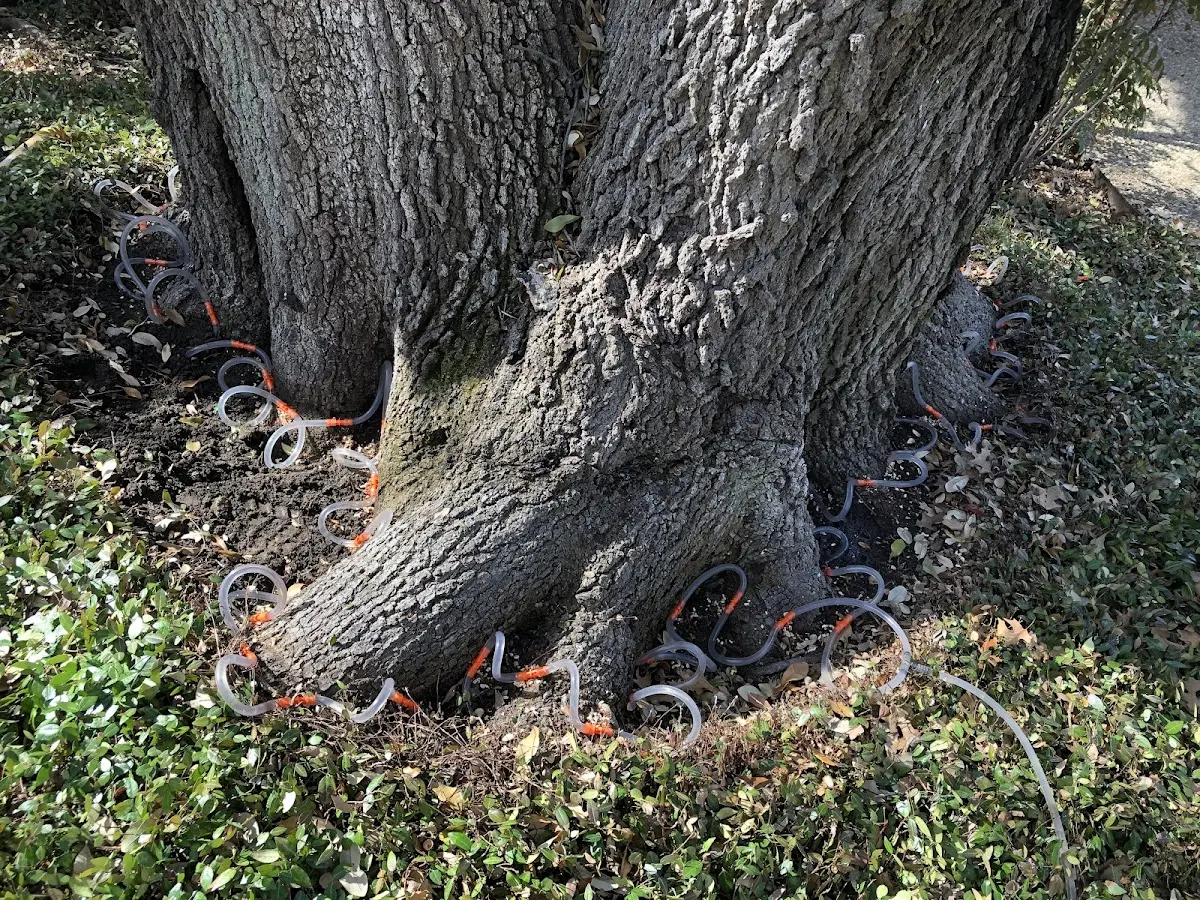 Detailed Tree Cabling and Bracing job site in Horse Branch