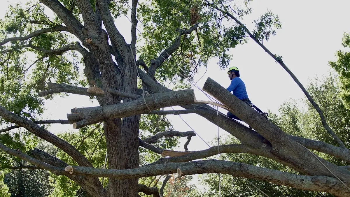 Professional Crown Thinning performed by certified arborists in Horse Branch