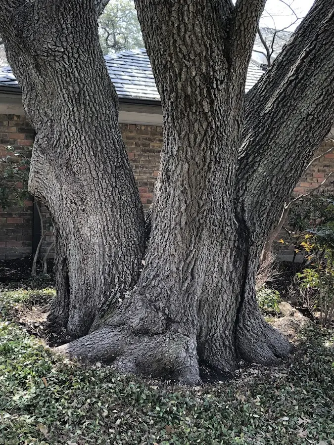 Mature heritage tree close to a Horse Branch property cared for by certified arborists